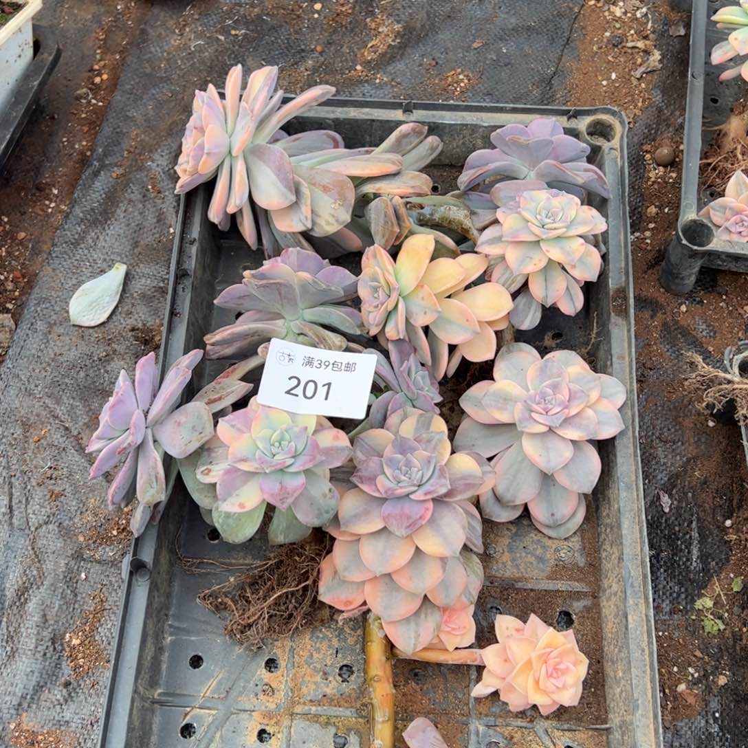 201紫乐锦老桩多肉植物
