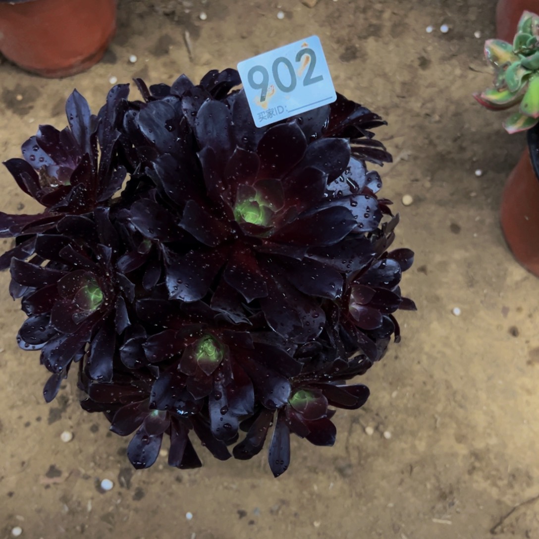 902欧紫多肉植物