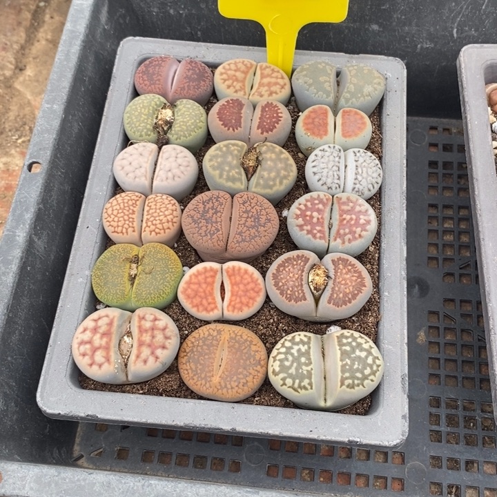 雨***）生石花等植物的生长757