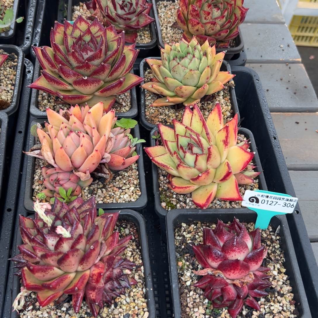 多肉一物一拍0127-306