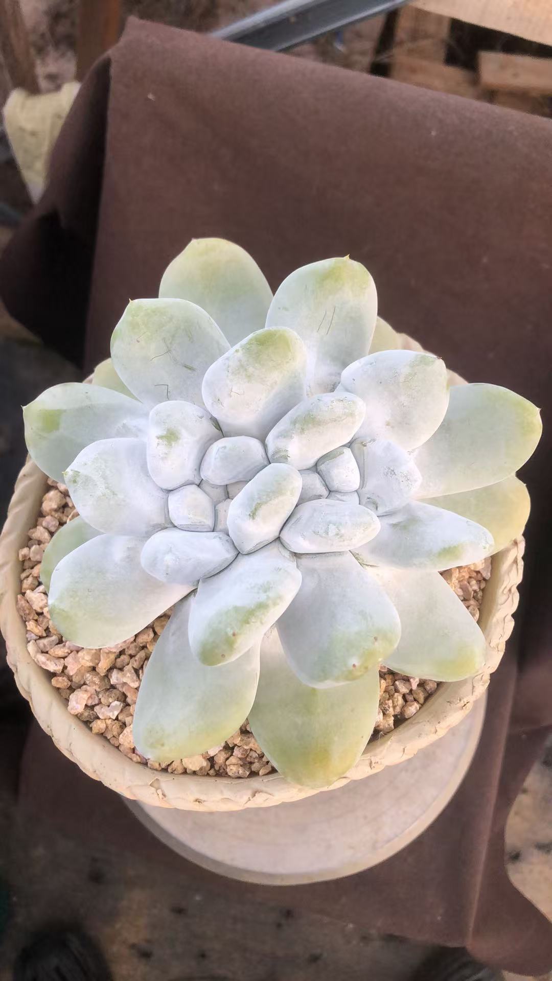多肉植物红拇指基因老庄精控 霸气