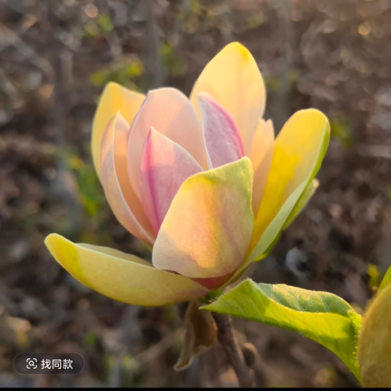 五彩玉兰庭院别墅种植