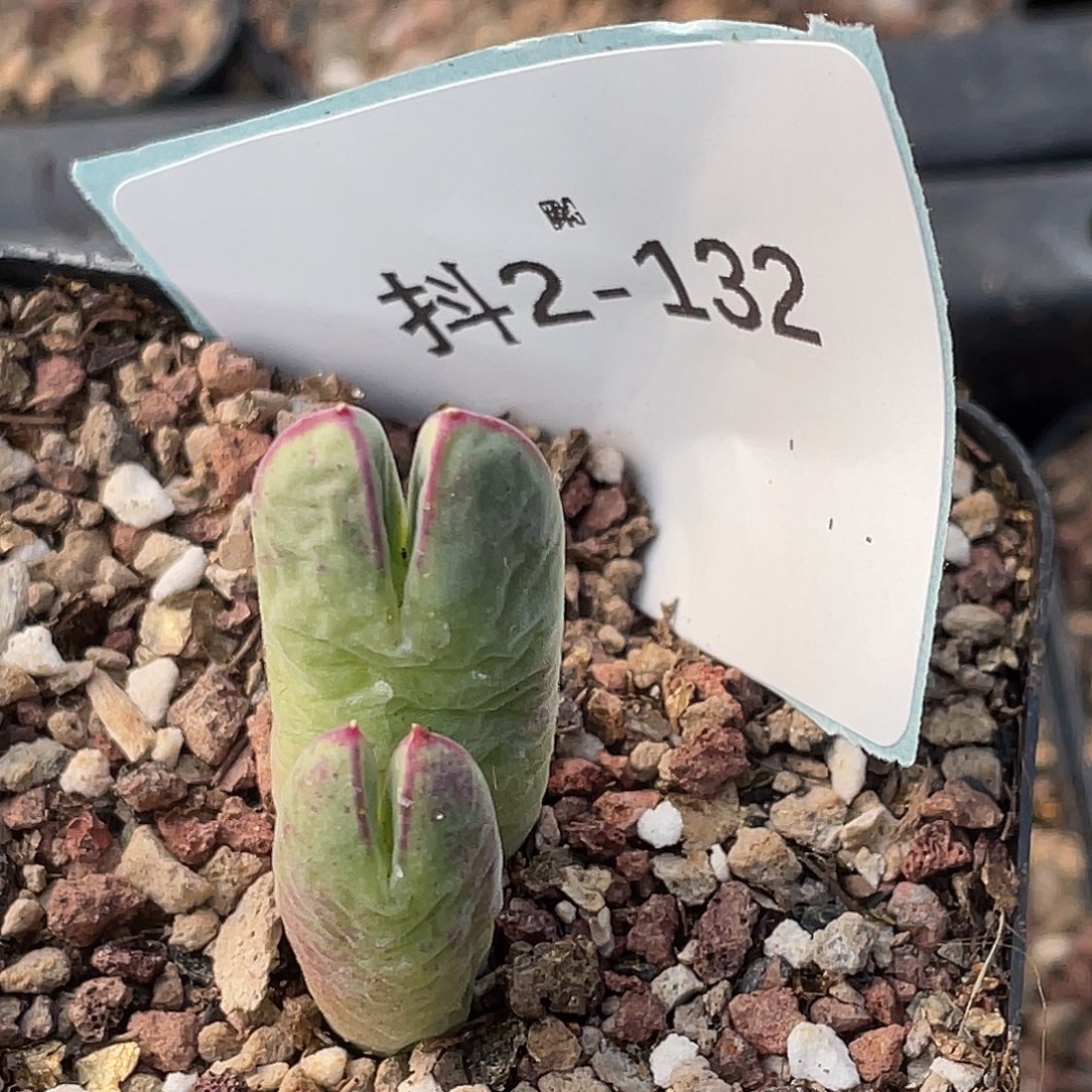 彭***2-132肉锥多肉植物
