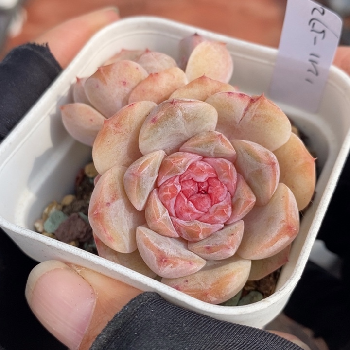 1211-572，糖心多肉双头
