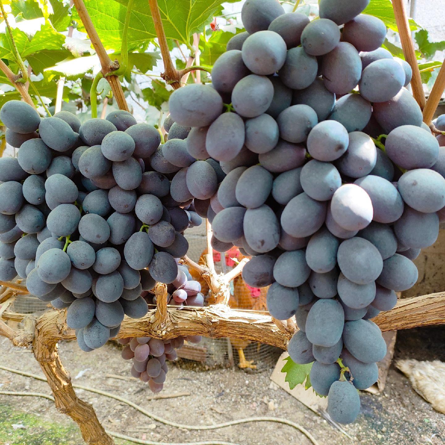 秋黑葡萄苗   （贝达嫁接)    晚熟品种 《满28元包邮》   玉海苗木