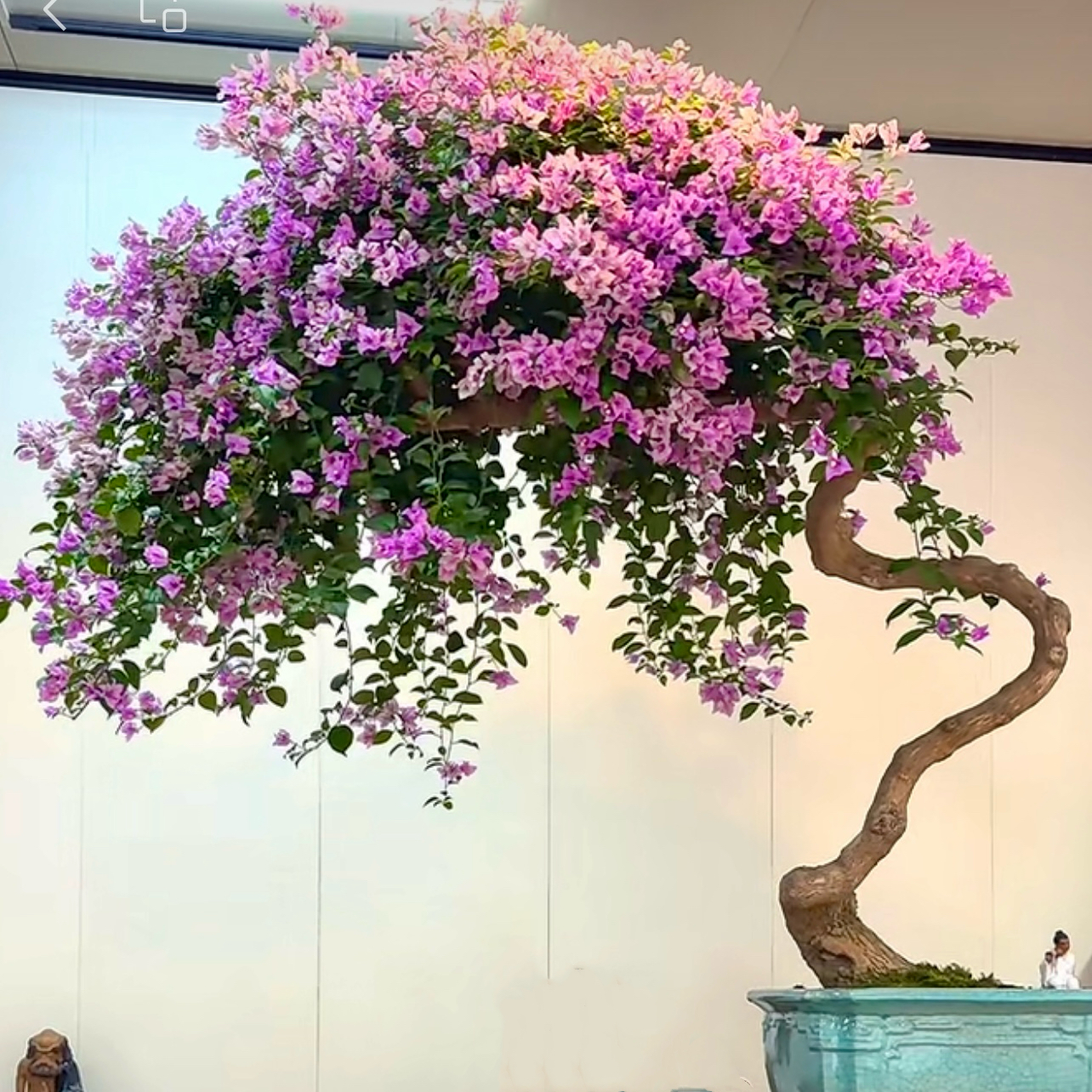 三角梅老桩阳台庭院植物室内室外观赏花卉园艺精品【一物一拍】