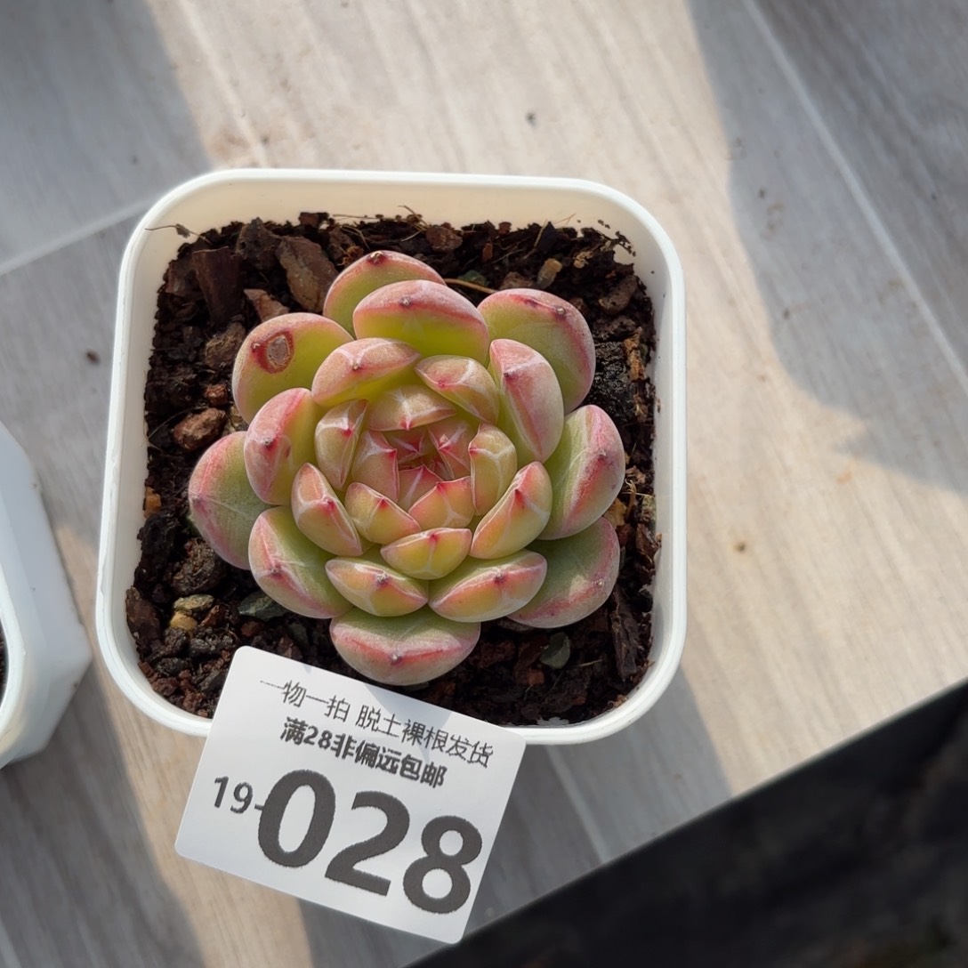 雪花珍妮一物一拍