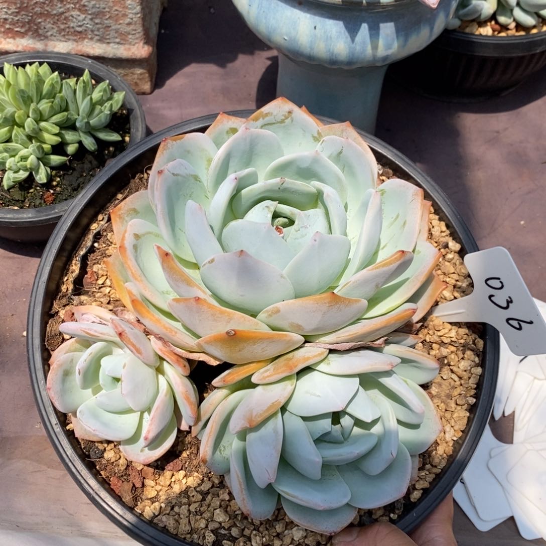 夏悦多肉0805-36凤橙