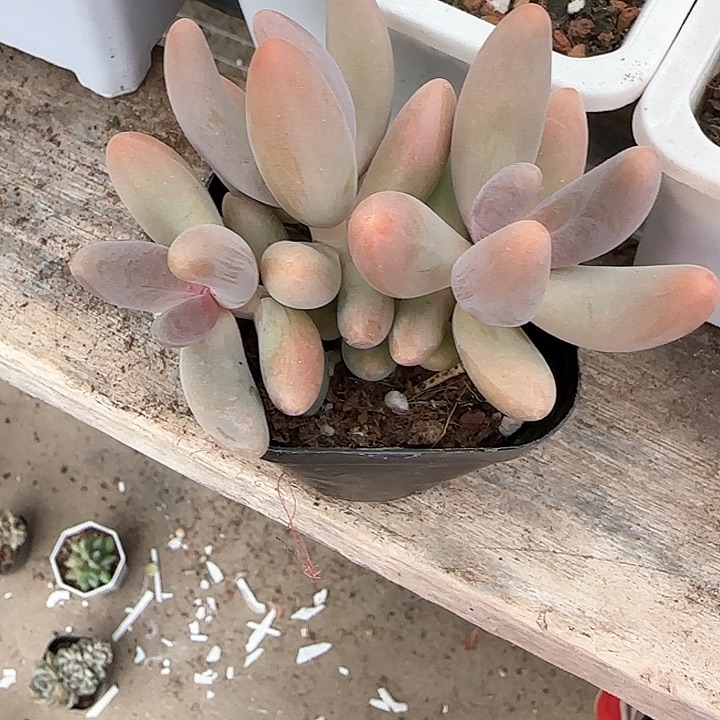 青蛙王子儿童牙膏111