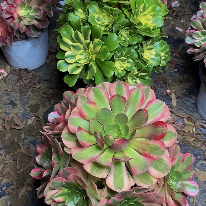 *****新尼亚雨荷两棵818