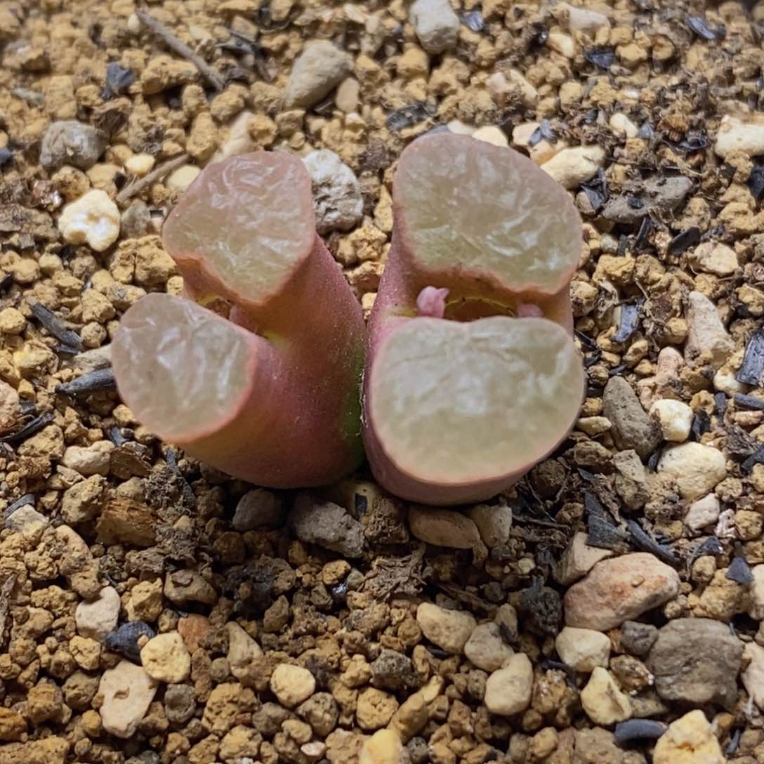 克里普兰磁铁双头克里