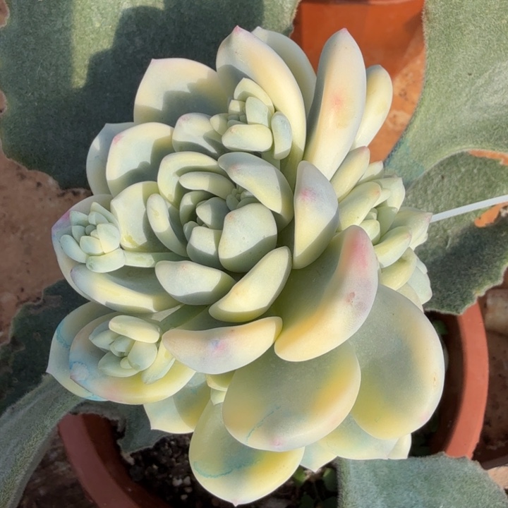 望舒锦一刻捧花群生