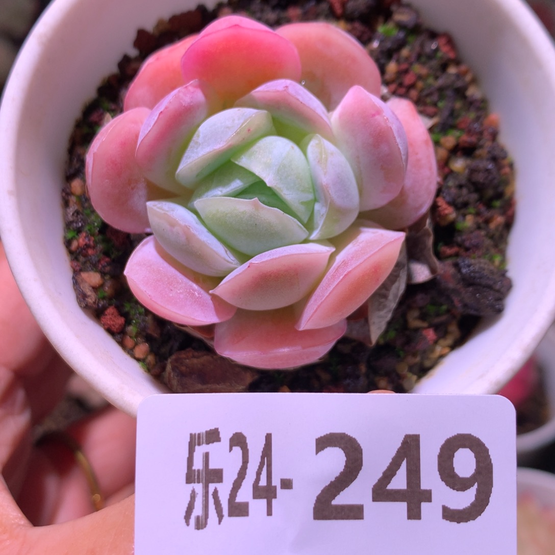 乐然24-249 粉妍 