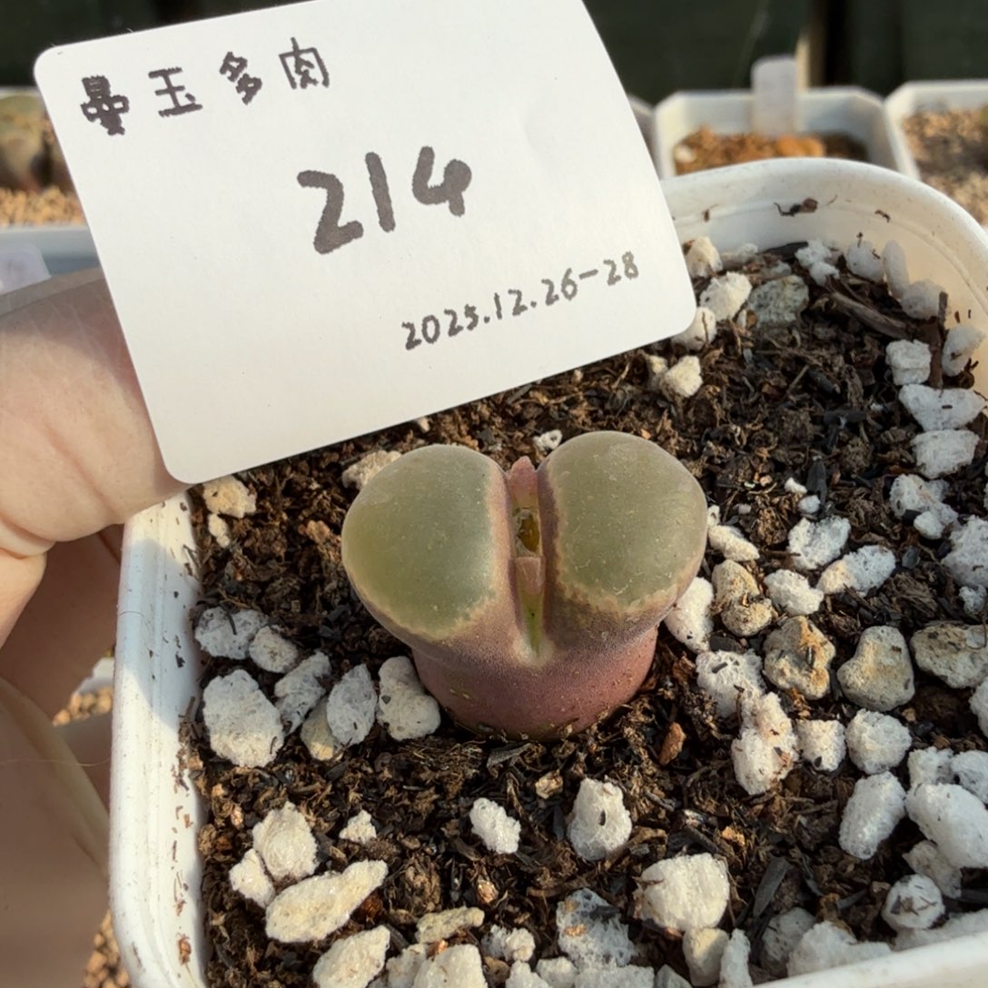 多肉多肉多肉12-214梦幻