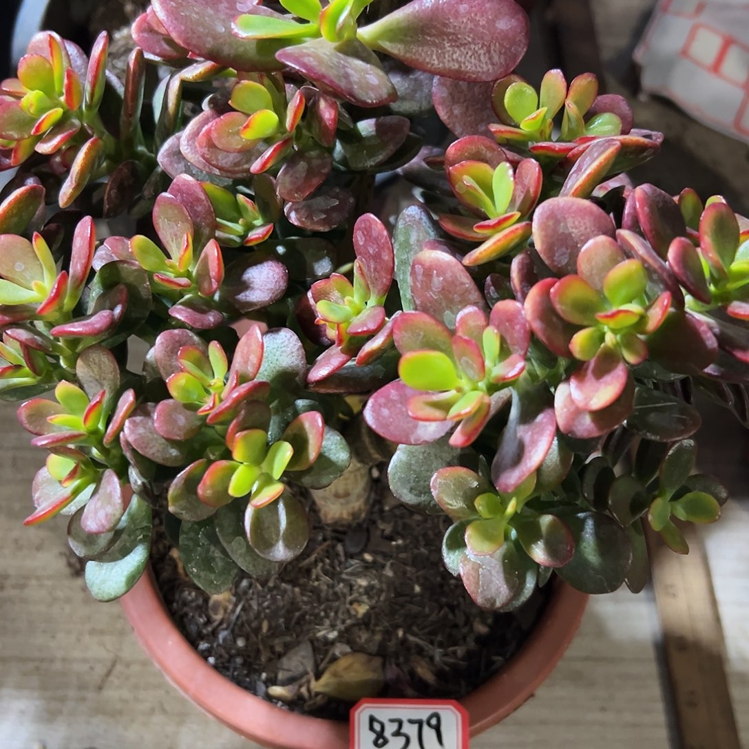 华***梦稀有变异糖果带盆8379