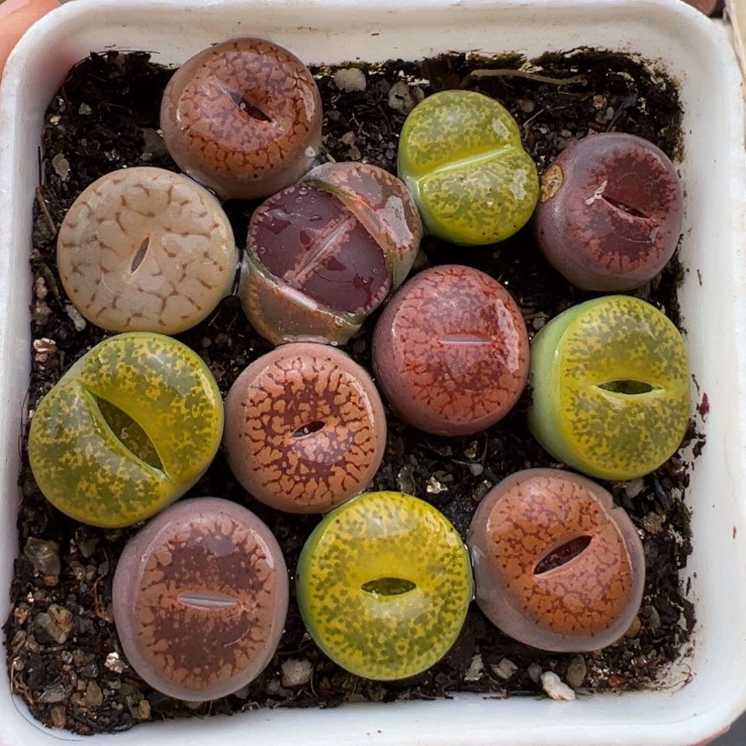 2.5好看的多肉脱土发货802