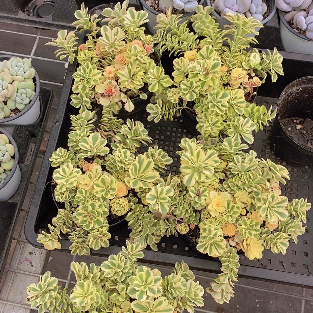 亚特兰蒂斯锦福利一盆默认散量拍
