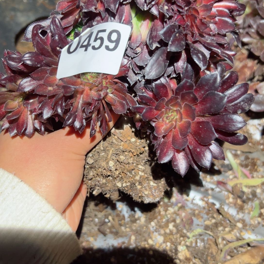 459 号多肉植物新年福利