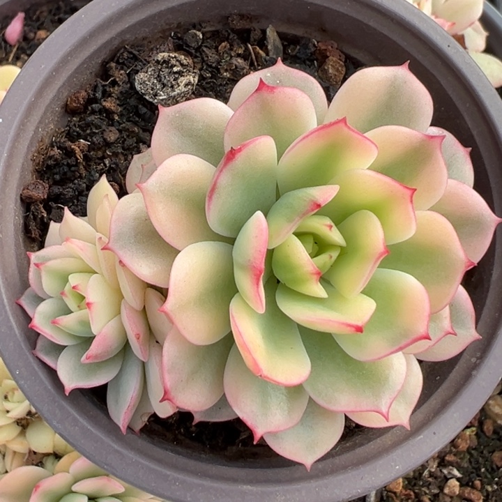 戴伦锦一物一拍锦龙