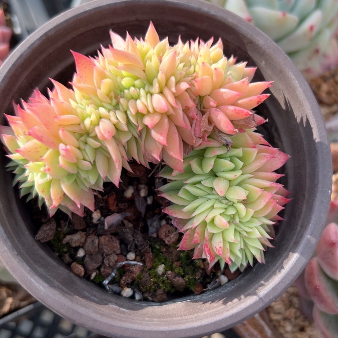 三色堇缀（满38包邮）多肉