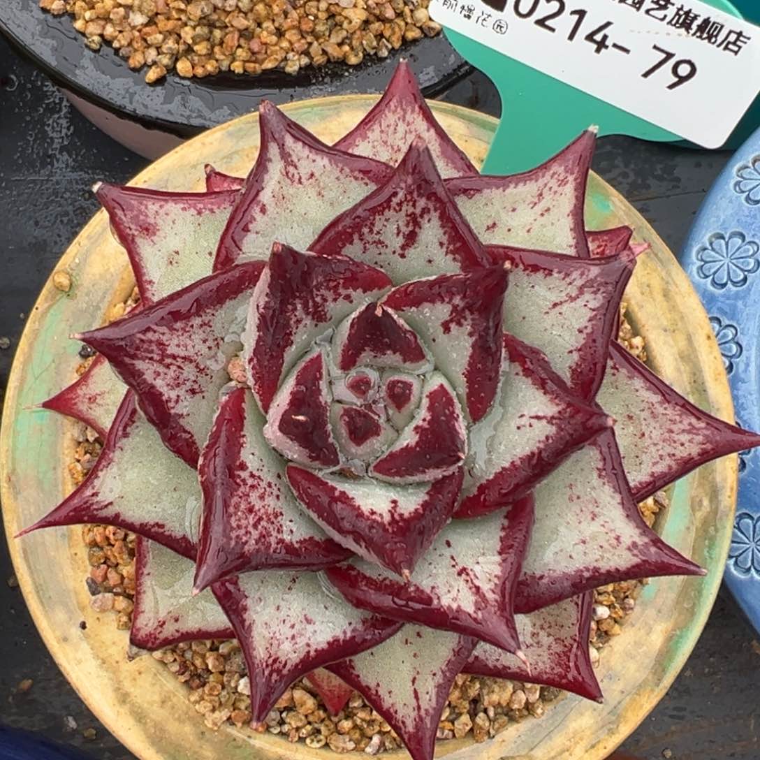 从前慢多肉精选编号0214.79