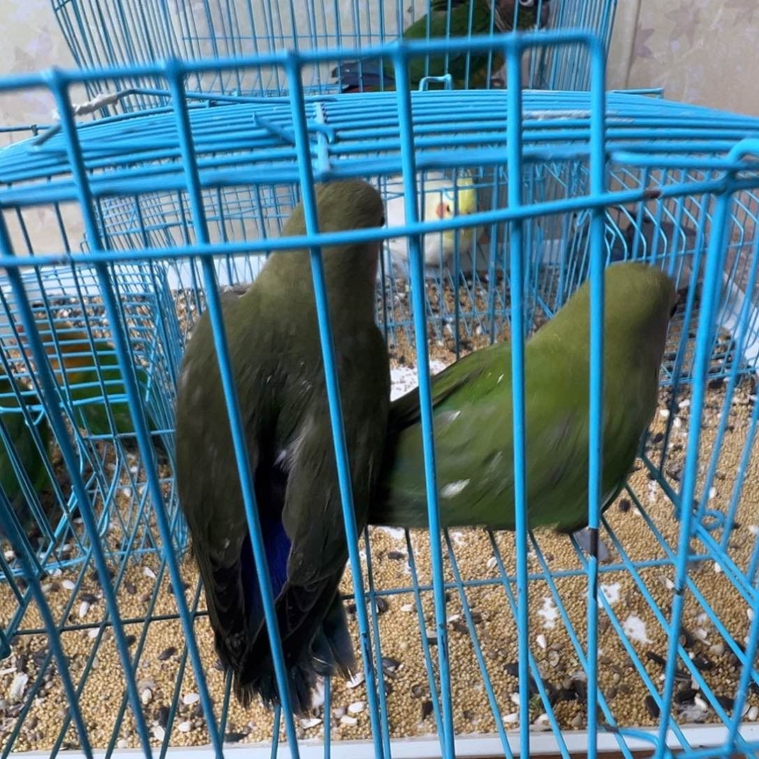 爱****桃脸牡丹鹦鹉微瑕两只包活48小时