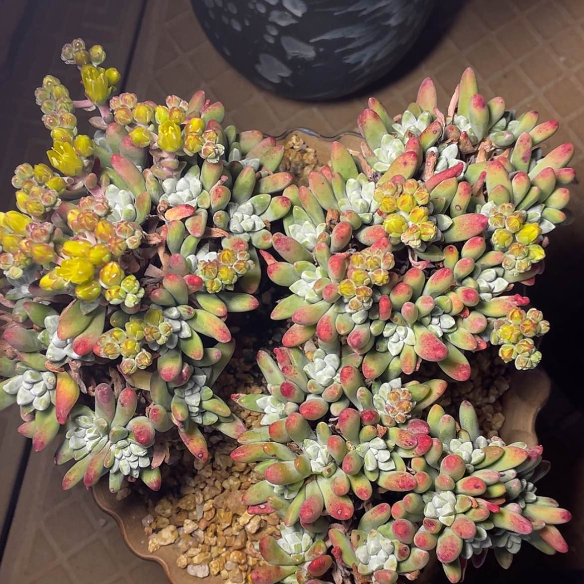 【闪购商品】法姆老庄。