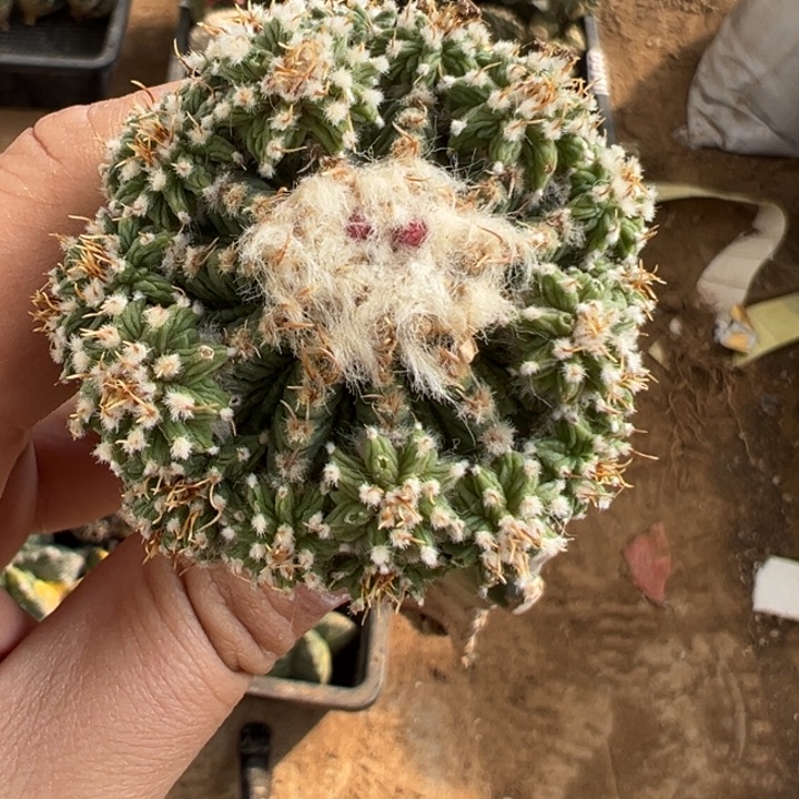 老花笼仙人球2069号