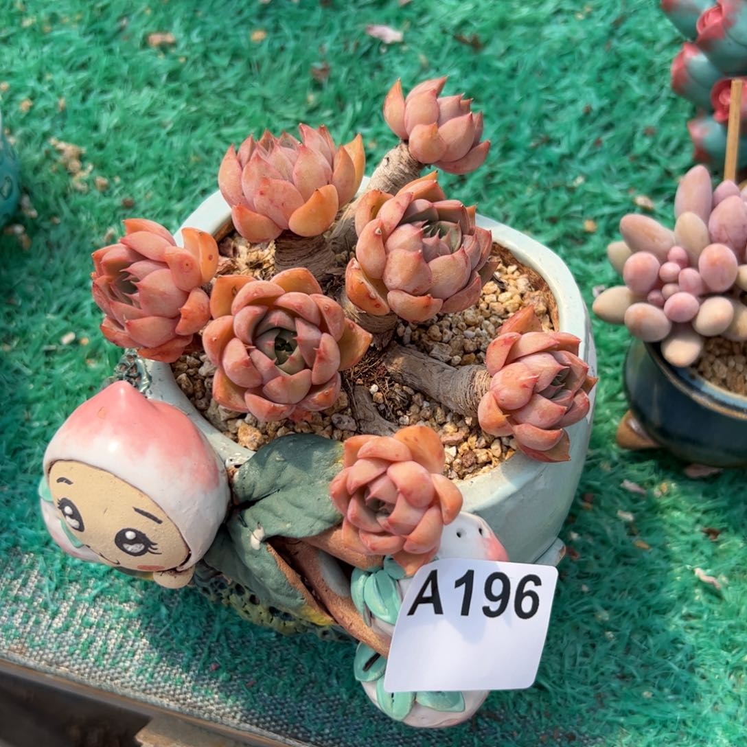 菲****士196 满38元包邮多肉