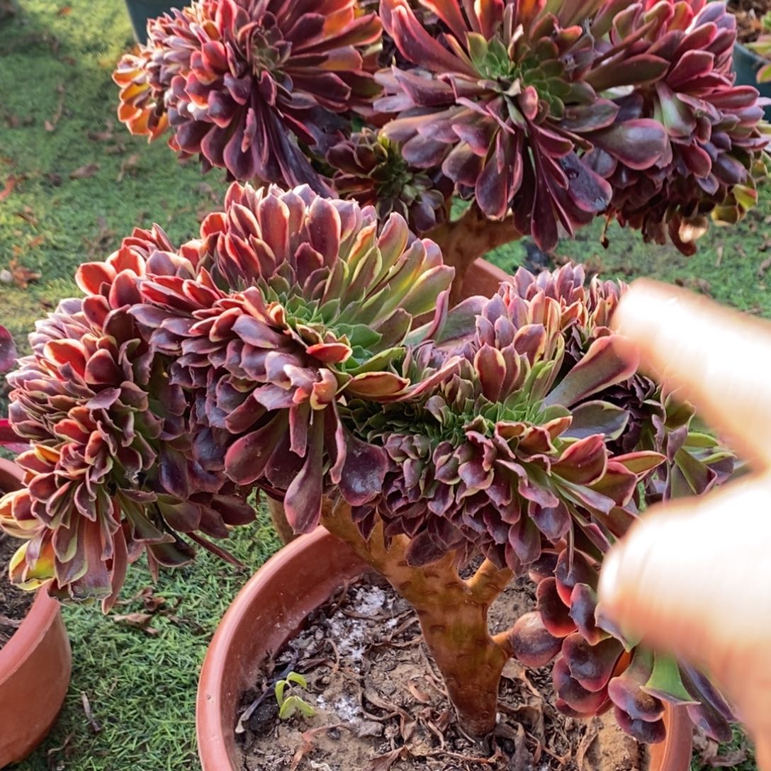 一***鱼不开花植物34号欧嘉莉缀化1颗多肉