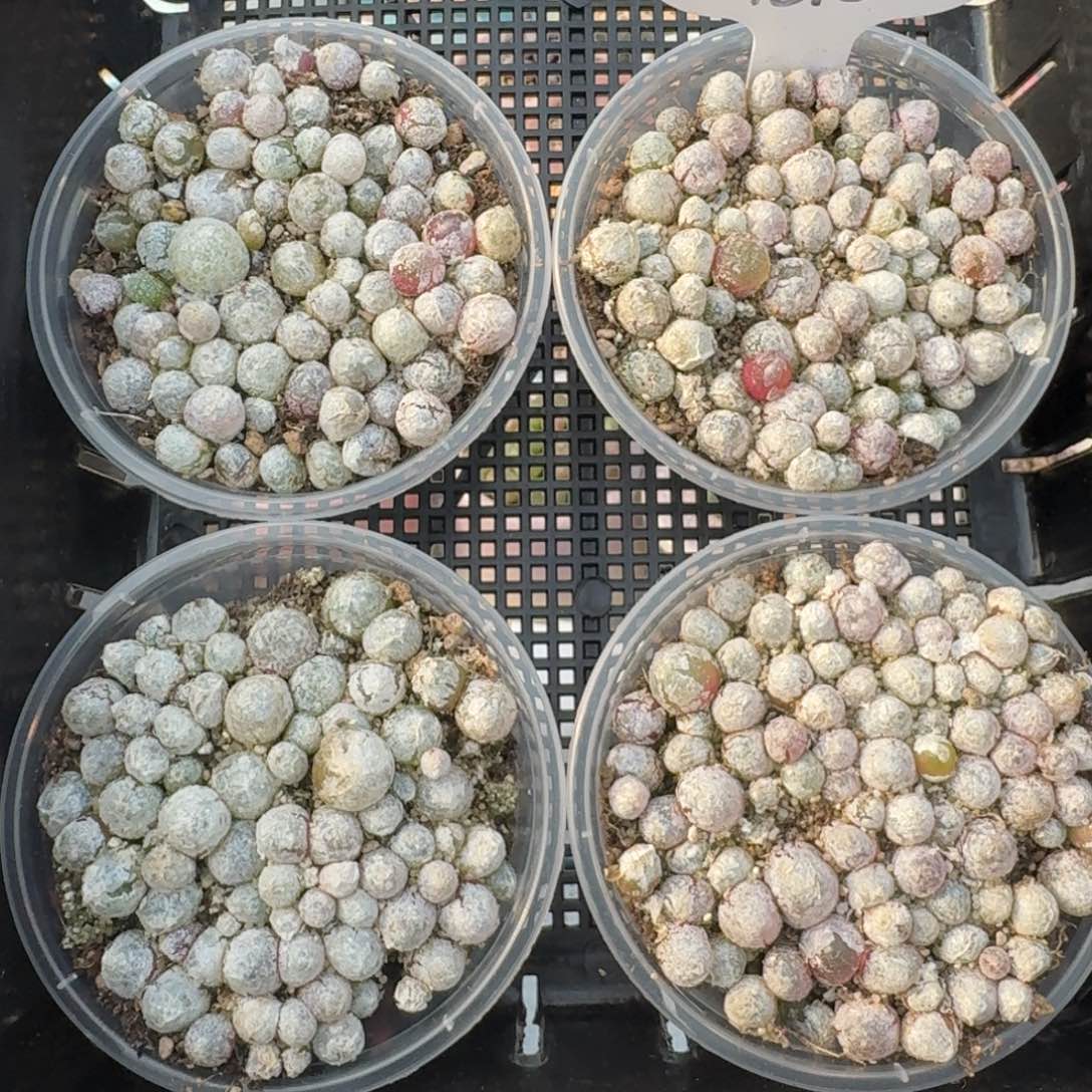 12024-灯泡切糕福利一份