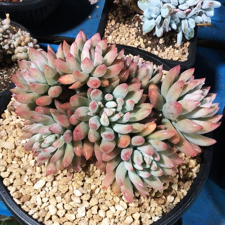 所罗门大群多肉植物