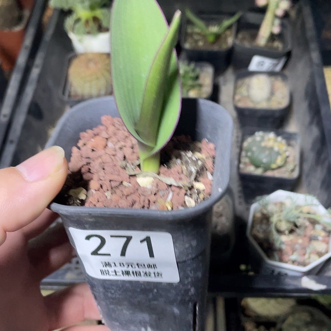 271红边百合（满18包邮）