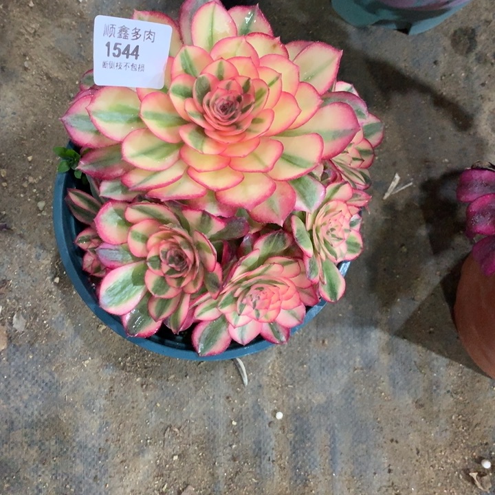 妮**81544倾城多肉植物