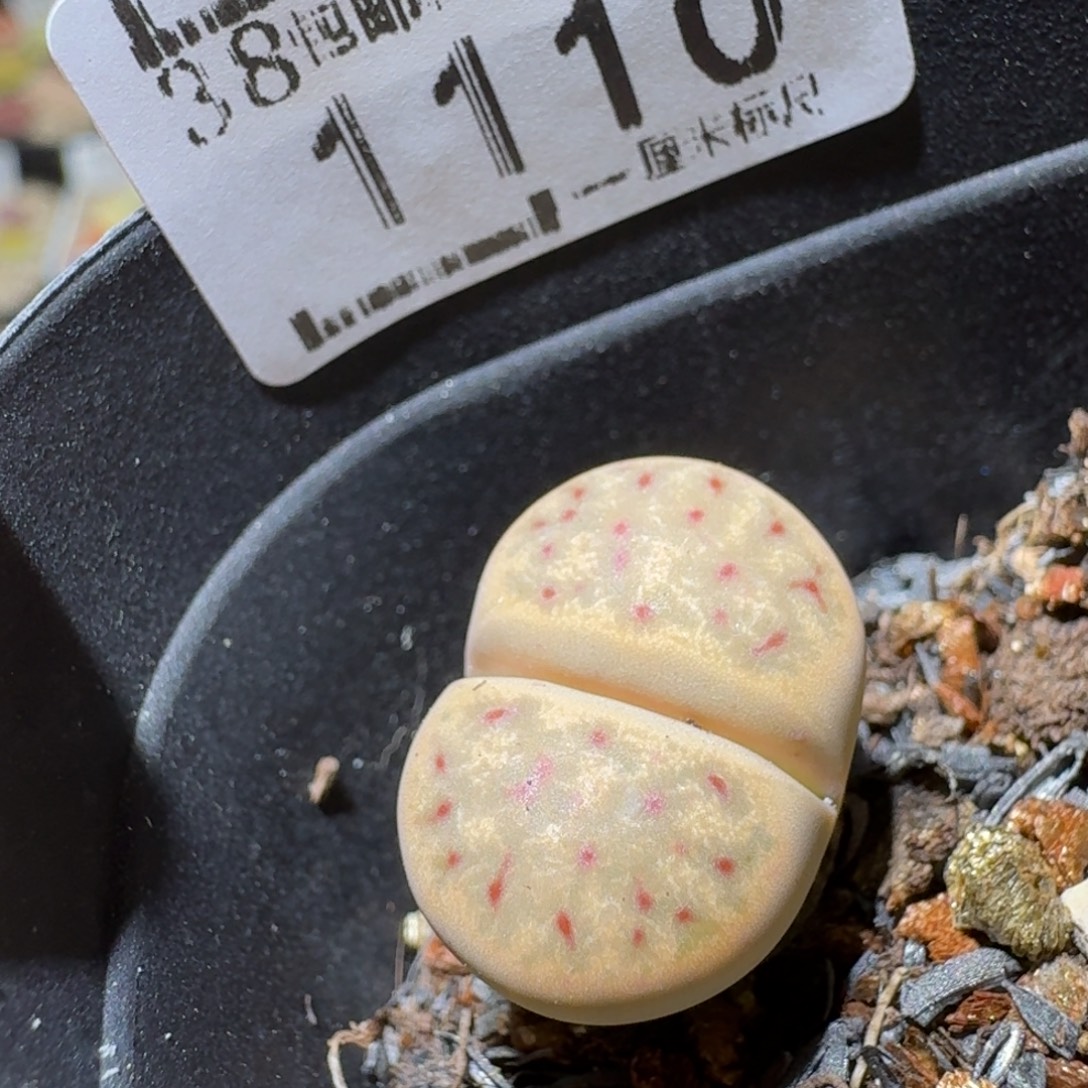 Sss清清清了便宜1110