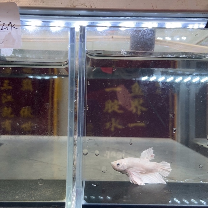 斗鱼所见即所得包活不包损001