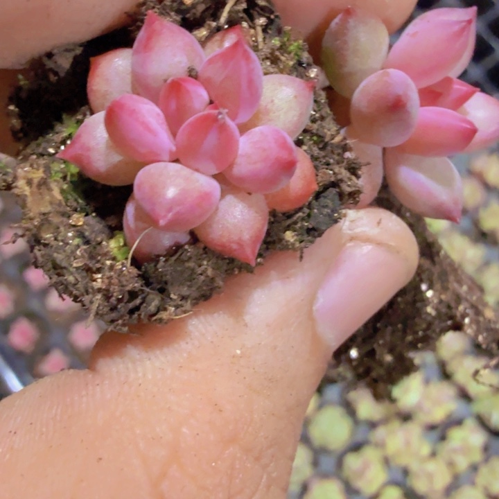 虞姬美人五颗一组