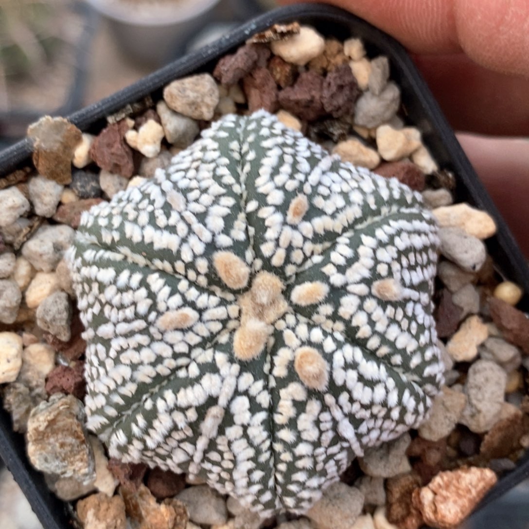 仙人球的世界里有