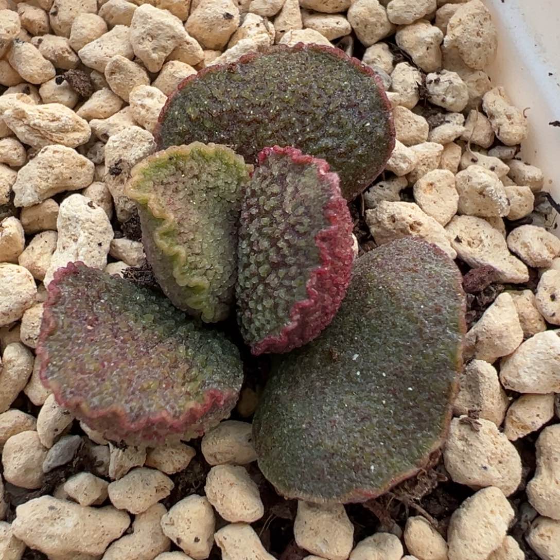 实生新品波浪边带花斑多肉植物