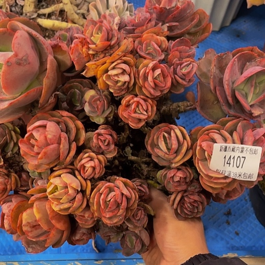 嗨**格秀妍14107多肉