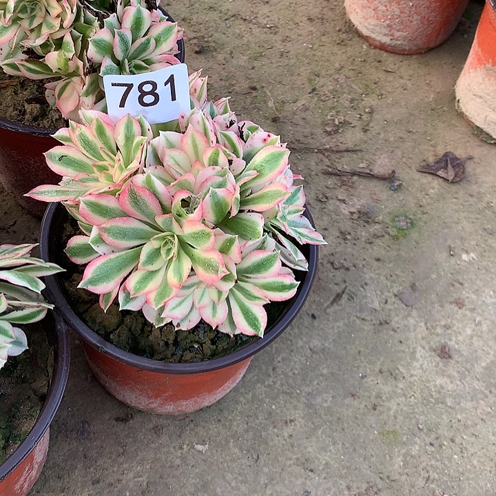 无花朵781女巫量拍外随机发