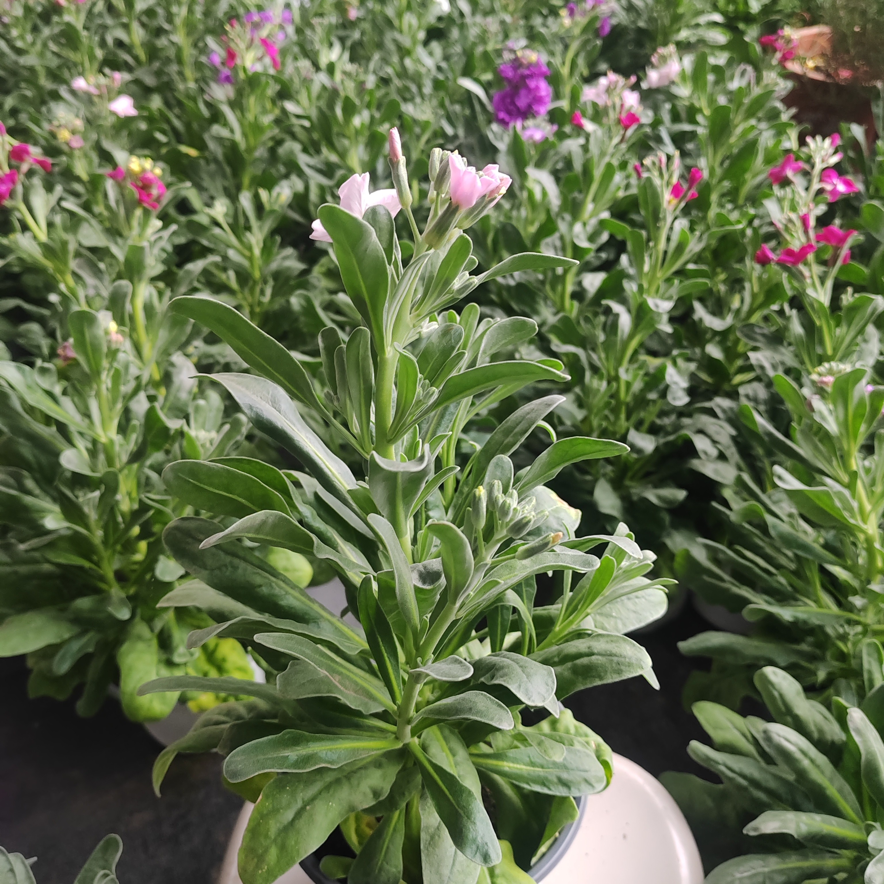 耐寒紫罗兰盆栽冬季露天花卉庭院阳台户外芳香花镜植物