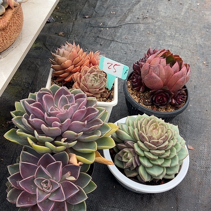 天***光25一筐多肉脱土多肉