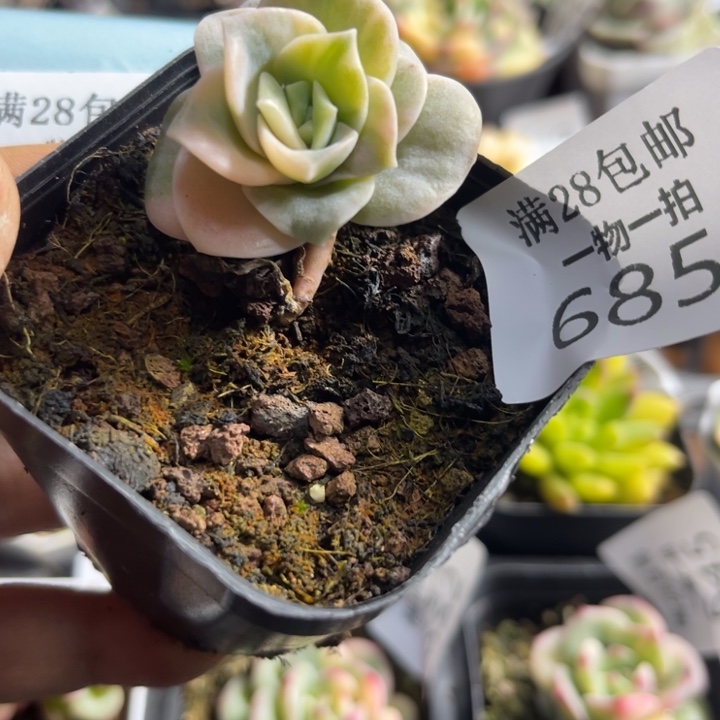 可爱玫瑰锦多肉植物685