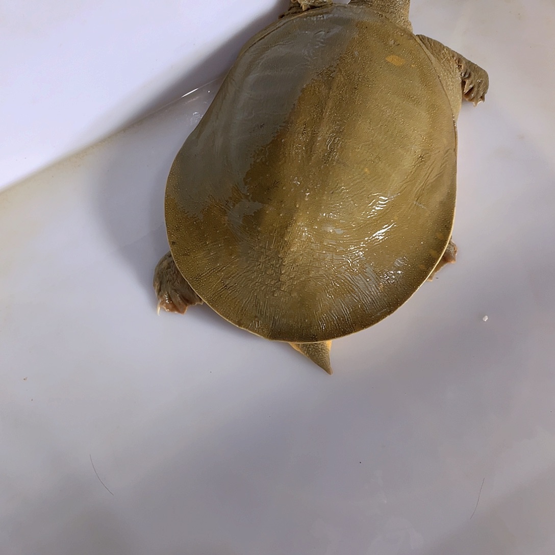 中国大陆12345678