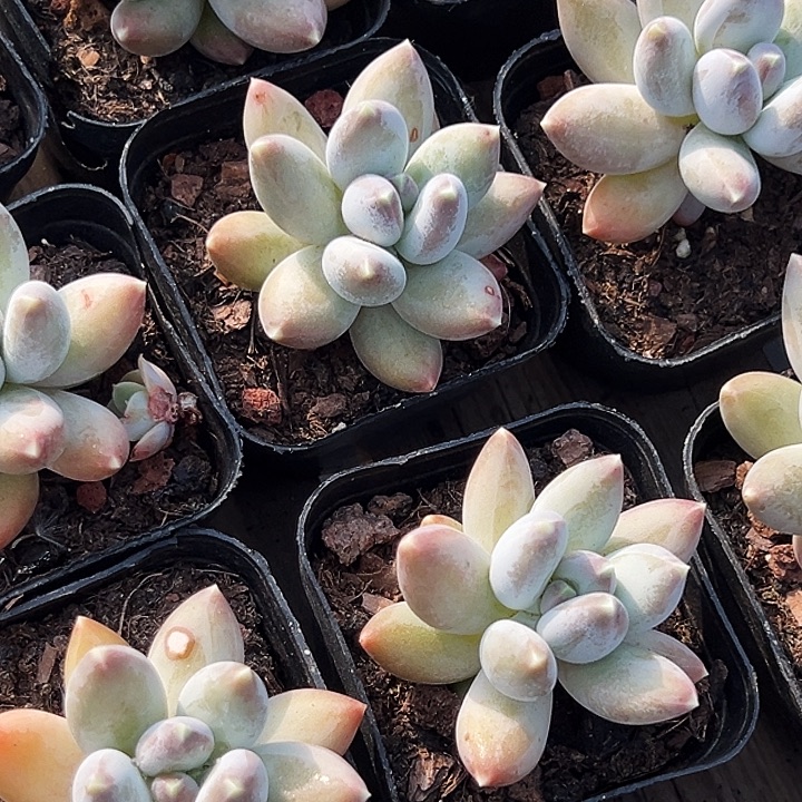 单头          松果      美人