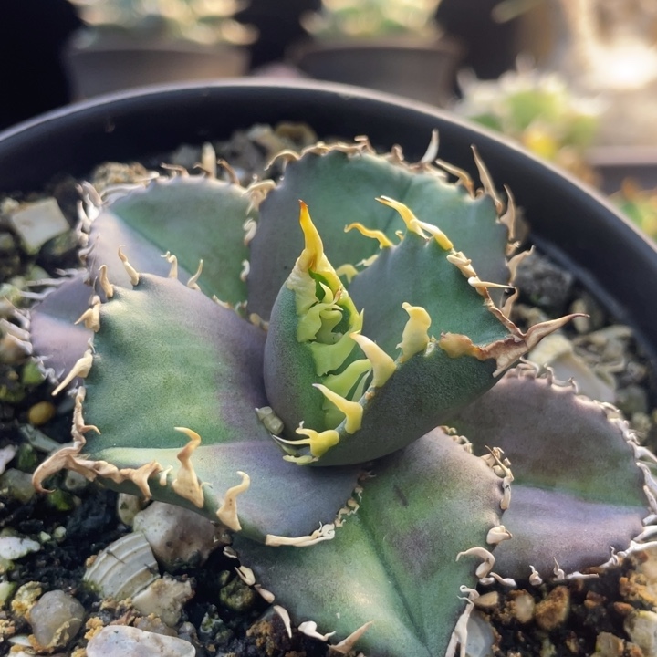 【闪购商品】灯养 红狮