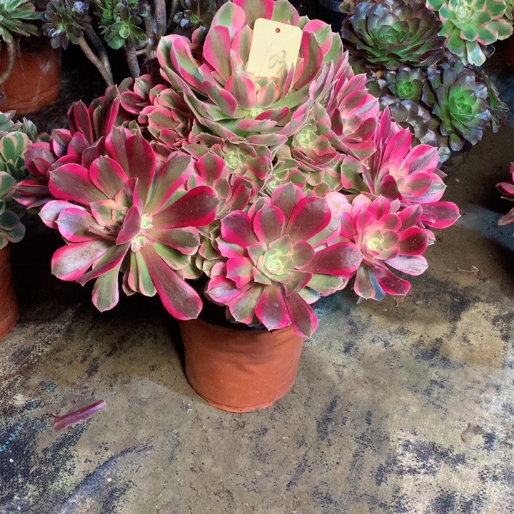 103粉女巫多肉一物一拍