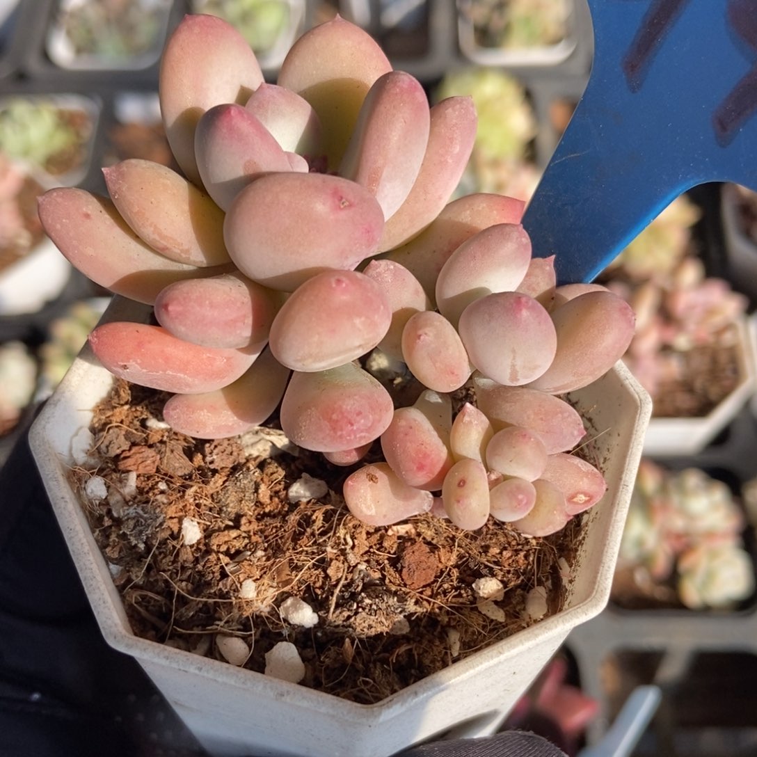 6143糖豆奶多肉植物保护