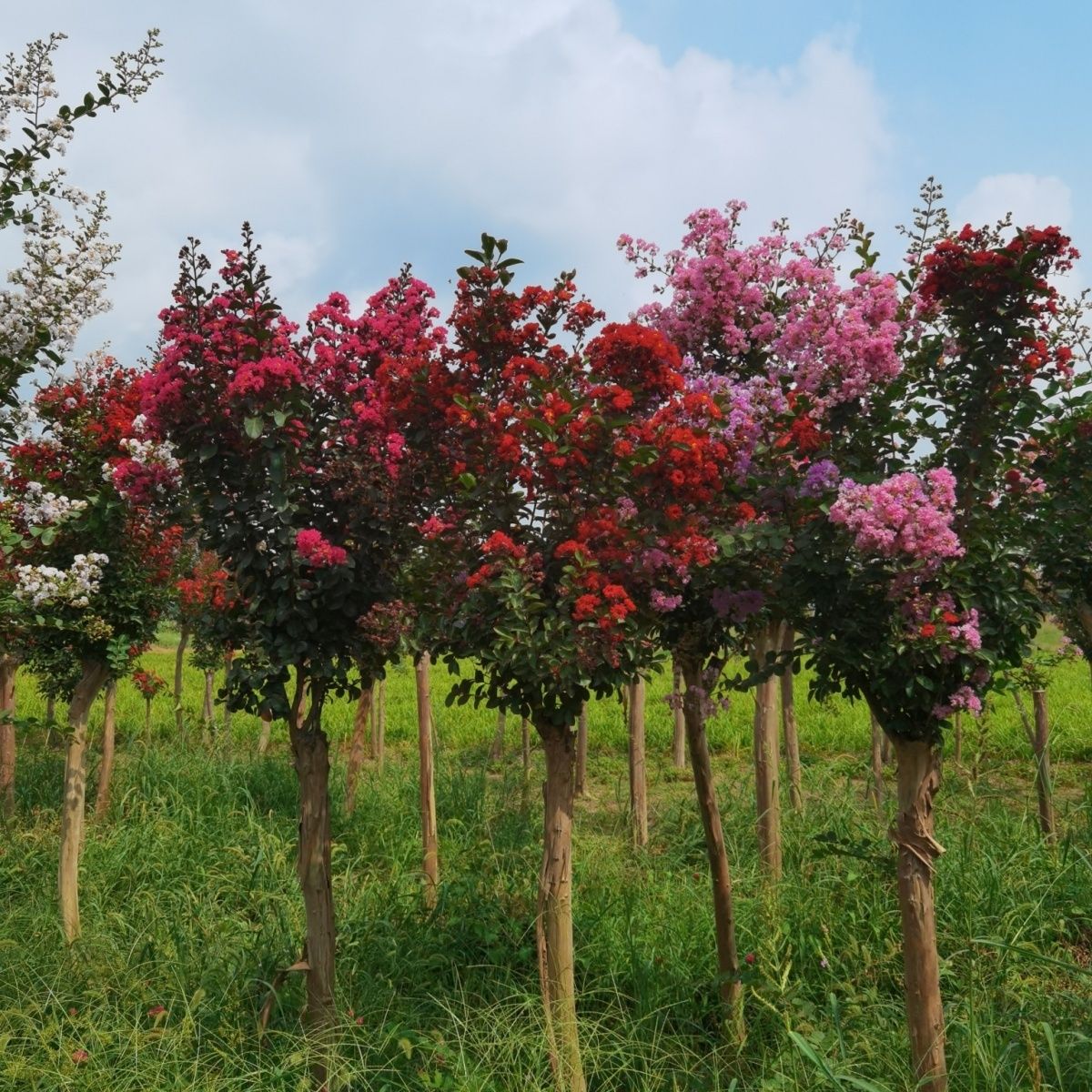 紫薇花树苗庭院绿化盆栽适合南北方种植百日红